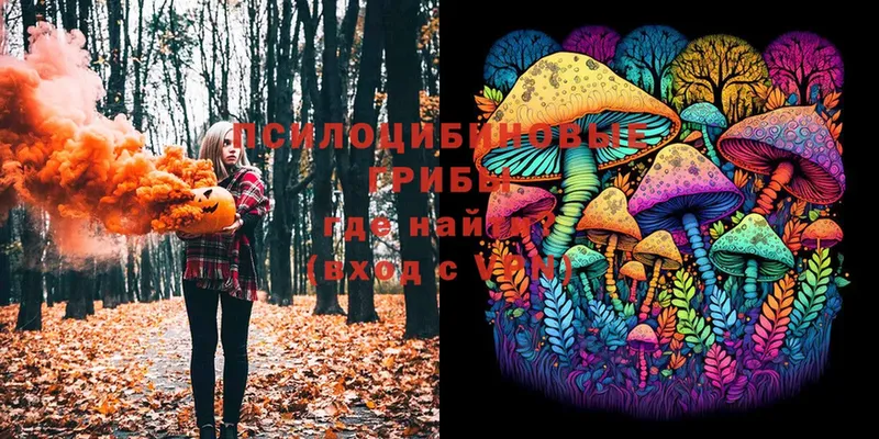 блэк спрут   как найти   Кинель  Галлюциногенные грибы Magic Shrooms 